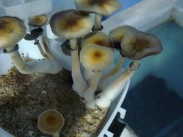 tupy-xapuryII65.jpg
