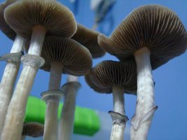 tupy-xapuryII66.jpg