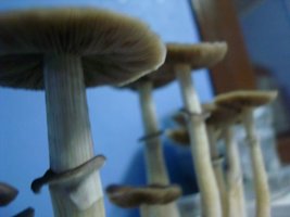tupy-xapuryII68.jpg