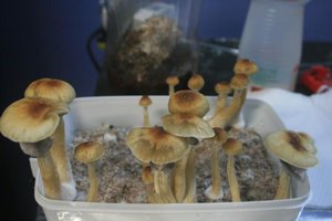 tupy-xapuryII69.jpg