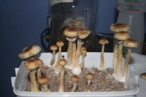 tupy-xapuryII70.jpg