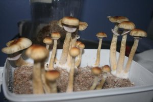 tupy-xapuryII71.jpg