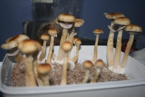 tupy-xapuryII72.jpg