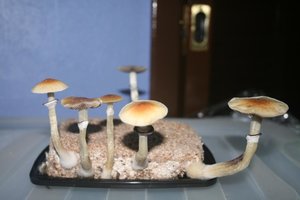 tupy-xapuryII73.jpg