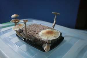 tupy-xapuryII74.jpg