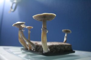 tupy-xapuryII77.jpg
