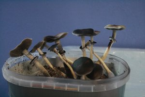 tupy-xapuryII78.jpg