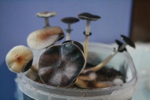 tupy-xapuryII79.jpg