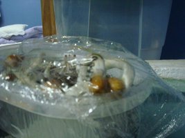 tupy-xapuryII85.jpg