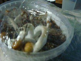 tupy-xapuryII86.jpg