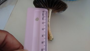 IMG_20200128_141509977.jpg