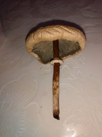 IMG_20200207_141737509.jpg