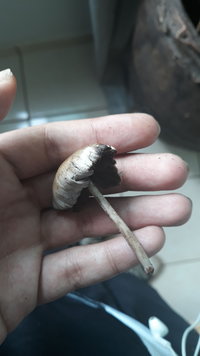 IMG-20200211-WA0077.jpeg
