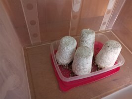 IMG_20200229_122442.jpg