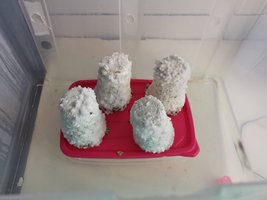 IMG_20200304_121124.jpg