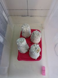 IMG_20200305_111933.jpg