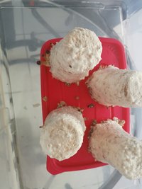 IMG_20200306_124552.jpg