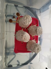 IMG_20200307_123045.jpg