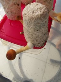 IMG_20200314_110721.jpg