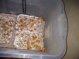 IMG_20200319_133523637.jpg