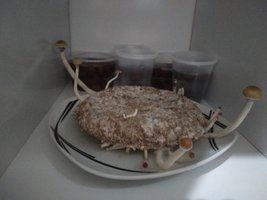 IMG_20200416_104508.jpg