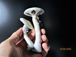 6.JPG