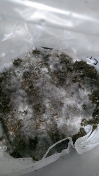IMG_20200523_153944416.jpg