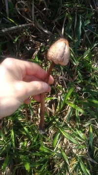 IMG_20200526_115128_284.jpg