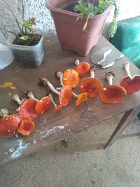 IMG_20200527_160422677.jpg