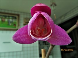 IMG_7949.JPG