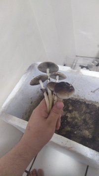 IMG-20200621-WA0121.jpeg