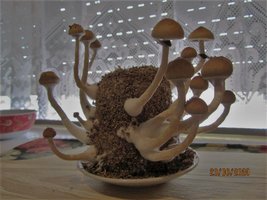 IMG_8016.JPG