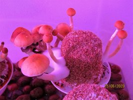 IMG_8019.JPG