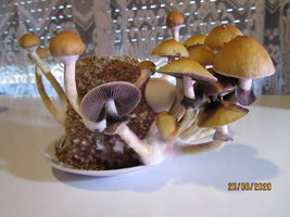 IMG_8020.JPG