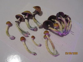 IMG_8021.JPG