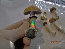 IMG_8033.JPG