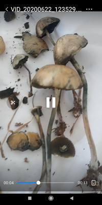 Screenshot_2020-06-27-13-13-24-563_com.miui.videoplayer.png