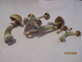 IMG_8038.JPG