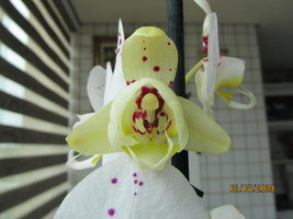 IMG_8043.JPG