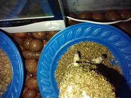 IMG_20200630_173840204.jpg