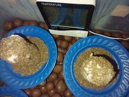 IMG_20200630_090658452.jpg