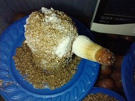 IMG_20200703_015642543.jpg