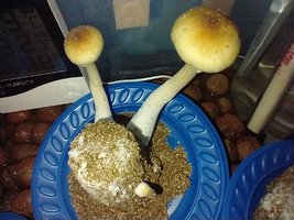IMG_20200704_022220543.jpg