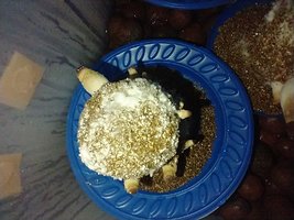 IMG_20200704_022232064.jpg