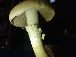 IMG_20200704_022445519.jpg