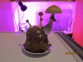 IMG_8050.JPG