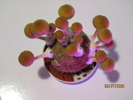 IMG_8067.JPG