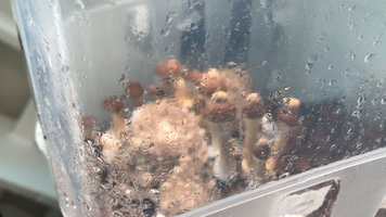 Frutificação Terrário 1.JPG