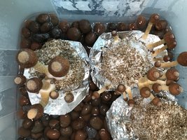 Frutificação Terrário 2.JPG