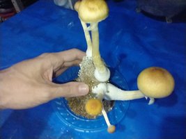 IMG_20200706_193124064.jpg